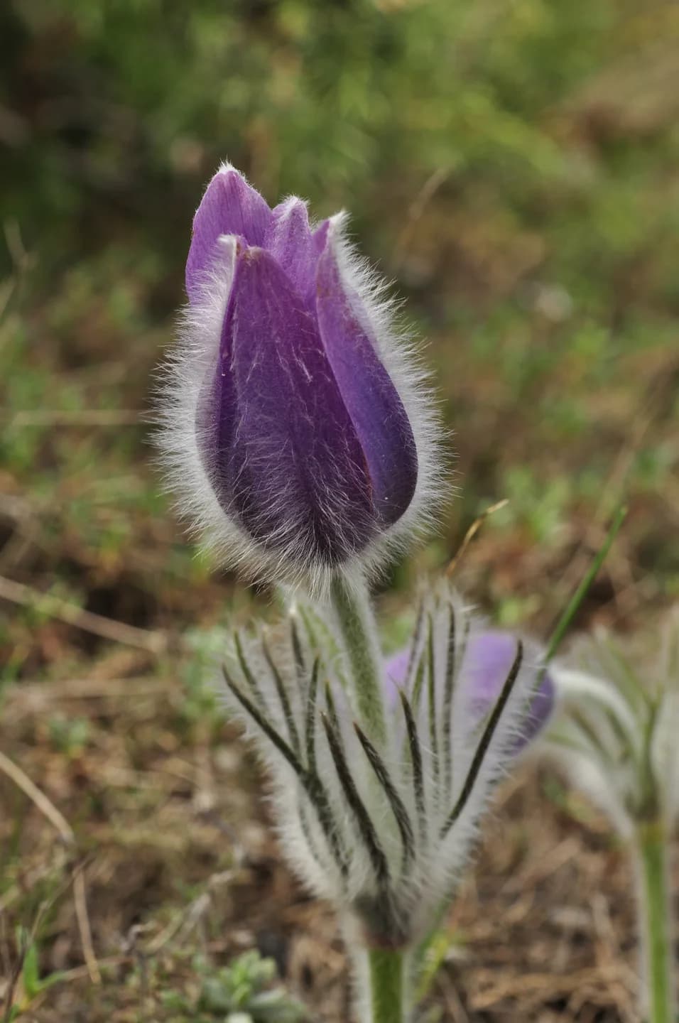 Агармыш — Crimean Haller's anemone (Pulsatilla halleri (All.) Willd. subsp. taurica (Juz.) Krause) (PlantaRanunculaceae) listed in Red Book of Ukraine (2).jpg